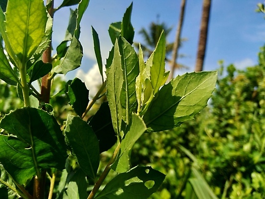 포토 JPG 해외이미지 식물 꽃 음식 백그라운드 잎 채소 재료 자연 건강 사람없음 초록색 약 정원 봄 성장 흰색 신선 습지 약초 질병 인도인 허브 유기농 성분 테라피 내추럴 돌봄 추출 해외202008 해외포토 외국인 웰빙 계절 컬러 의학 모션 동양인 뷰티 풀_식물 생태계 파일형식