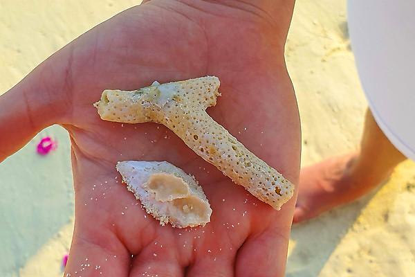 포토 JPG 해외이미지 나무 식물 모래 바다 섬 여행 백그라운드 자연 하늘 휴가 휴식 손바닥 그림자 풍경 사람없음 물 여름 파란색 햇빛 태양 맑음 침묵 시골 휴양지 코코넛 천국 석호 몰디브 이국적 터키석 파라다이스 해외202008 해외포토 자연요소 손 계절 아시아 컬러 컨셉 과일 날씨 소리 장소 보석 생태계 파일형식