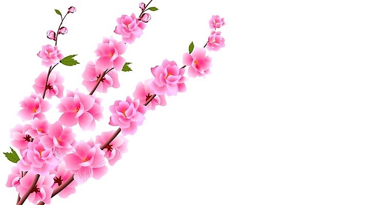 EPS 해외이미지 무료이미지 꽃잎 꽃 일러스트 사람없음 벚꽃 나뭇가지 해외202008 해외202105 해외일러스트 나무 식물 파일형식 벡터