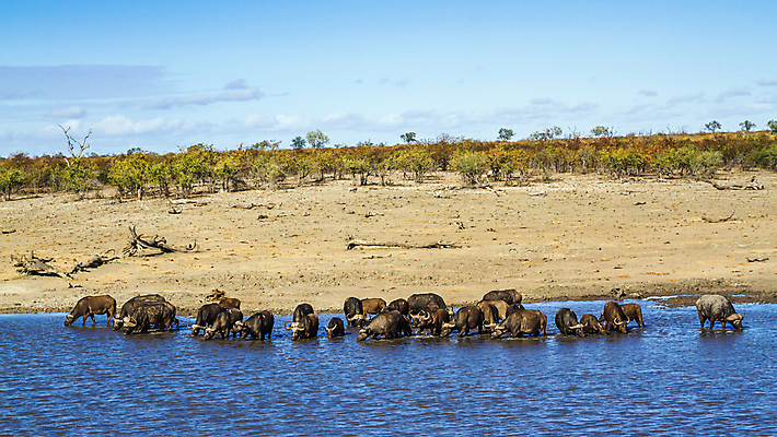 포토 JPG 해외이미지 동물 호수 야생동물 포유류 아프리카 자연 수영장 파노라마 국립공원 풍경 사람없음 관광지 마시기 그룹 황무지 보호 군중 사파리 서식지 남아프리카 보츠와나 보호구역 식민지 해외202008 해외포토 공원 나라 여행 컨셉 모션 촬영기법 사람 생태계 구역 파일형식
