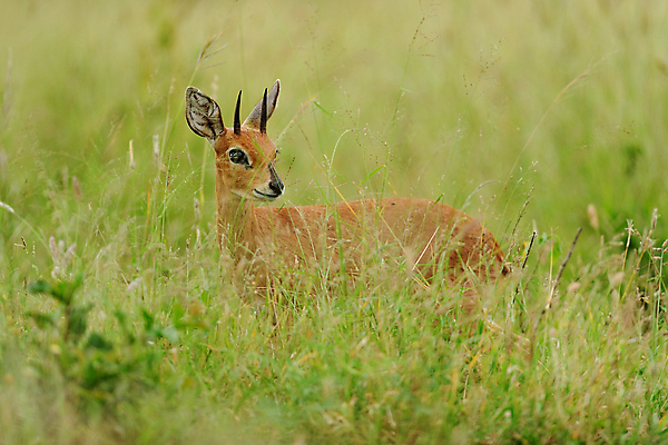 포토 JPG 해외이미지 동물 응시 공원 여자 야생동물 포즈 포유류 아프리카 자연 초식동물 서기 사람없음 갈색 달러 사막 게임 황무지 우아함 고독 작음 수줍음 불안 사파리 귀 영양 서식지 남쪽 가젤 경보 동물상 초식 해외202008 해외포토 시선 공공시설 감정 나라 컬러 컨셉 돈 모션 놀이 사람 신체부위 조형물 크기 방향 생태계 파일형식