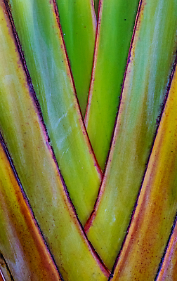 포토 JPG 해외이미지 나무 식물 디자인 선 백그라운드 잎 패턴 자연 표면 날씨 추상 열대 손바닥 사람없음 초록색 여름 환경 정원 봄 손상 성장 나뭇가지 거친 묘사 질감 포도나무 대각선 내추럴 생태학 엘리먼트 옛날 이국적 하와이인 그리너리 해외202008 해외포토 외국인 손 계절 교육 컬러 컨셉 무늬 과일나무 생태계 파일형식 트랜드컬러