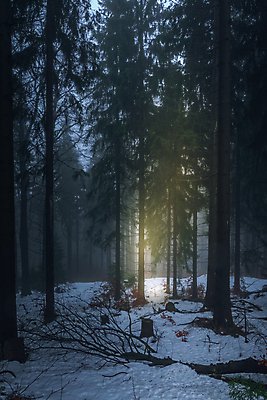 포토 JPG 해외이미지 나무 계절 겨울 자연 아침 날씨 풍경 사람없음 빛 태양 농장 환경 추위 안개 가을 시골 소나무 황무지 숲 상록수 공터 산악지대 삼림지대 폭설 해외202008 해외포토 주간 자연요소 식물 농업 산 눈_날씨 자연재해 생태계 파일형식