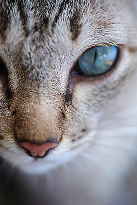 포토 JPG 해외이미지 동물 응시 행복 얼굴 백그라운드 포유류 휴식 털 사람없음 초록색 반려동물 노란색 머리 검은색 고양이 회색 코트 흰색 관찰 닫기 큼 모피 코 슛 부드러움 얼룩무늬 솜털 거짓말 경보 해외202008 해외포토 시선 감정 컬러 컨셉 무늬 모션 신체부위 외투 감각 크기 파일형식