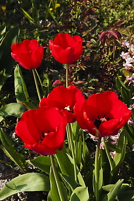 포토 JPG 해외이미지 식물 계절 공원 꽃잎 꽃 백그라운드 잎 꽃무늬 밭 자연 발렌타인데이 사람없음 야외 빨간색 초록색 빛 컬러풀 햇빛 정원 봄 활발 튤립 벚꽃 광선 축하 신선 그룹 닫기 5월 꽃집 내추럴 강렬 블러 해외202008 해외포토 공공시설 컬러 컨셉 무늬 농업 모션 데이이벤트 태양 상점 날짜 생태계 파일형식