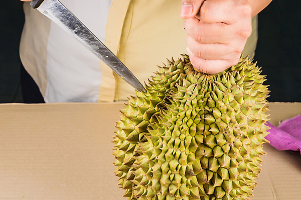 포토 JPG 해외이미지 손 계절 아시아 음식 백그라운드 농업 과일 재료 태국 자연 건강 사람 사람없음 초록색 컬러풀 노란색 흰색 신선 업무 가시 시장 칼 달콤 맛 자르기 흰배경 유기농 냄새 날카로움 동쪽 스파이크 내추럴 고립 숙성 맛있는 해외202008 해외포토 웰빙 나라 산업 컬러 컨셉 모션 신체부위 작업 방향 생태계 파일형식