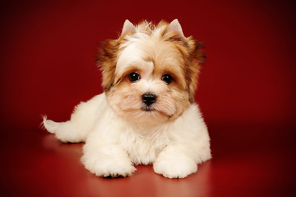 포토 JPG 해외이미지 동물 1 행복 새끼 백그라운드 새로움 털 사람없음 빨간색 반려동물 검은색 거울 흰색 개 달콤 강아지 작음 요크셔테리어 테리어 활 솜털 송곳니 기르기 비버 삼색 해외202008 우호적 해외포토 감정 컬러 컨셉 포유류 맛 치아 크기 돌봄 파일형식