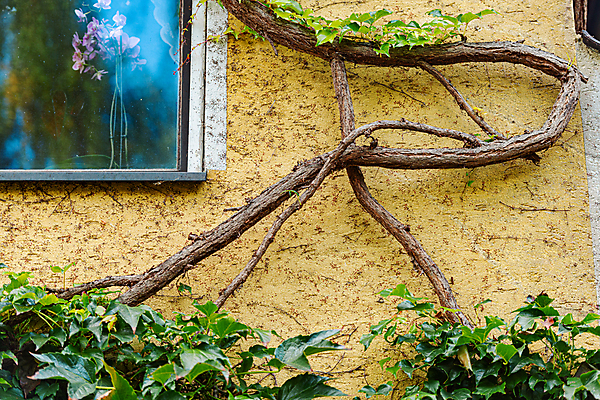 포토 JPG 해외이미지 전통 디자인 외관 유럽 벽 여행 건축양식 창문 유리 주택 독일 사람없음 건물 목재 장식 초록색 마을 수확 시골 묘사 질감 복고 타운 수목 해외202008 해외포토 나무 건축물 건축 나라 컬러 농업 재료 재질 도시 파일형식