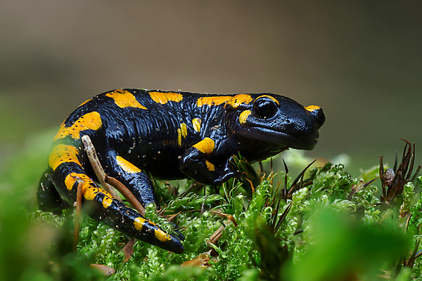 포토 JPG 해외이미지 동물 척추동물 얼굴 야생동물 오렌지 파충류 자연 불 생물 종류 양서류 경고 사람없음 컬러풀 노란색 환경 검은색 줄무늬 젖음 다양 안개 독약 보호 야간 숲 열대우림 피부 묘사 생물학 꼬리 도마뱀 암초 층 서식지 리빙 동물상 두더지 해외202008 해외포토 자연요소 교육 컬러 다수 컨셉 무늬 과일 날씨 신체부위 조형물 생태계 파일형식