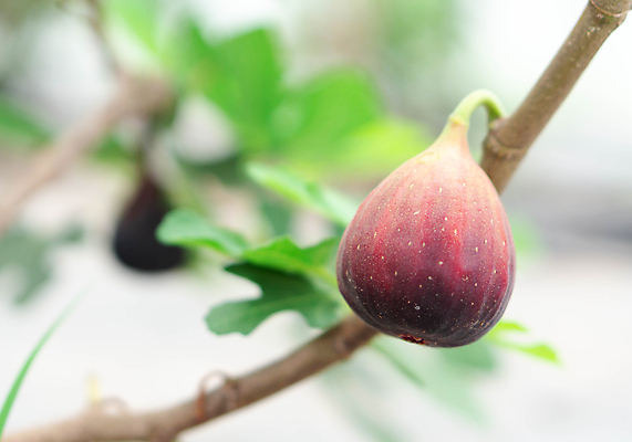 포토 JPG 해외이미지 나무 식물 음식 백그라운드 잎 농업 다이어트 과일 재료 부분 자연 건강 사람없음 초록색 파란색 보라색 흰색 나뭇가지 신선 닫기 달콤 지중해 유기농 무화과 내추럴 고립 숙성 이국적 해외202008 해외포토 웰빙 산업 바다 컬러 모션 맛 생태계 파일형식