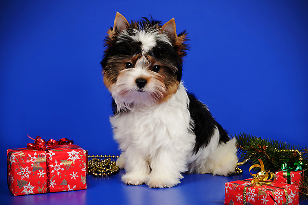 포토 JPG 해외이미지 동물 1 행복 새끼 백그라운드 새로움 털 사람없음 빨간색 반려동물 검은색 거울 흰색 개 달콤 강아지 작음 요크셔테리어 테리어 활 솜털 송곳니 기르기 비버 삼색 해외202008 우호적 해외포토 감정 컬러 컨셉 포유류 맛 치아 크기 돌봄 파일형식