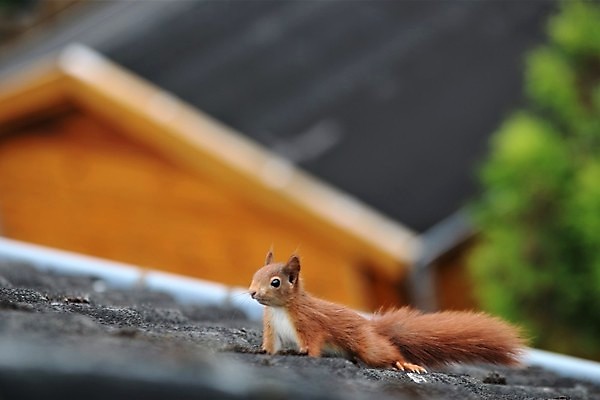 포토 JPG 해외이미지 동물 야생동물 포유류 자연 지붕 주택 사람없음 야외 달리기 갈색 걷기 검은색 가장자리 옥상 다람쥐 내추럴 동물상 해외202008 해외포토 컬러 모션 건물 조형물 둘레 설치류 생태계 파일형식