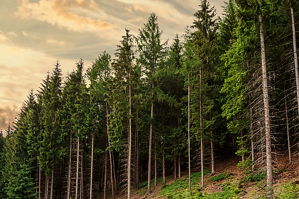 포토 JPG 해외이미지 구름 자연 하늘 아침 휴식 산 거리 풍경 사람없음 야외 목재 초록색 빛 컬러풀 햇빛 일출 환경 화목 침묵 일몰 활발 덮개 전원 시골 소나무 바늘 황금 저녁 숲 침엽수 해외202008 해외포토 주간 자연요소 나무 컬러 컨셉 재료 태양 노을 소리 뚜껑 도구 전기에너지 야간 생태계 파일형식