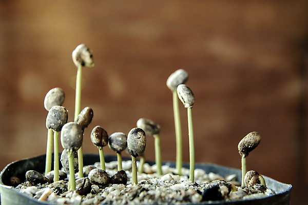 포토 JPG 해외이미지 식물 손 지구 커피 음료 줄기 컨셉 잎 일러스트 자연 새로움 콩 씨앗 사람없음 초록색 농작물 농장 새싹 환경 검은색 희망 흙 놀이방 수확 성장 흰색 시골 작음 땅 유기농 원예 날것 뿌리 고립 땅바닥 모종 묘목 생태학 아라비카 해외202008 해외포토 나무 웰빙 교육 감정 컬러 농업 곡류 바닥 취미 신체부위 크기 생태계 파일형식