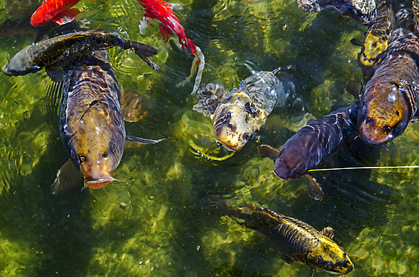 포토 JPG 해외이미지 물결 오렌지 자연 어류 사람없음 야외 초록색 물 연못 입 먹기 머리위 내추럴 수유 많음 해외202008 해외포토 자연요소 컬러 컨셉 과일 모션 신체부위 수중동물 생태계 파일형식
