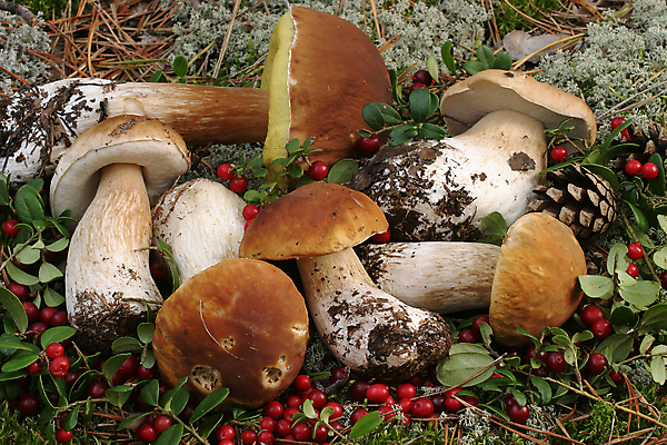 포토 JPG 해외이미지 나무 식물 계절 오렌지 자연 이끼 사람없음 야외 목재 빨간색 초록색 물 여름 갈색 노란색 버섯 젖음 성장 가을 흰색 떨어짐 숲 이슬 유기농 날것 통나무 나무껍질 내추럴 곰팡이 그물버섯 캡모자 해외202008 해외포토 자연요소 모자_잡화 웰빙 컬러 컨셉 과일 재료 껍질 생태계 파일형식