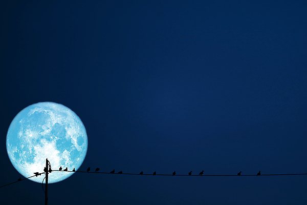 포토 JPG 해외이미지 구름 꽃 실루엣 선 분홍색 과학 백그라운드 밭 자연 조류 하늘 딸기 옥수수 사람없음 빨간색 파란색 빛 장미 반사 우주 달러 정원 힘 황혼 새벽 달 시골 혈액 야간 저녁 숲 달빛 가득함 현상 해외202008 해외포토 자연요소 식물 동물 컬러 돈 농업 과일 곡류 촬영기법 일몰 생태계 파일형식