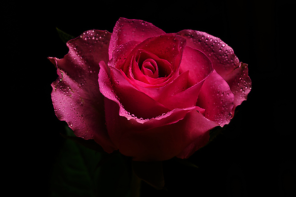 포토 JPG 해외이미지 식물 계절 꽃잎 꽃 분홍색 자연 검은배경 사랑 사람없음 컬러풀 장미 정원 봄 활발 낭만 닫기 묘사 그림 내추럴 취급주의 해외202008 해외포토 감정 컬러 백그라운드 컨셉 모션 경고 검은색 생태계 파일형식