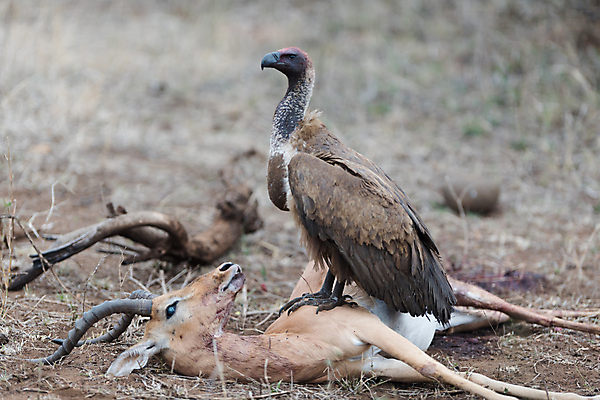 포토 JPG 해외이미지 동물 야생동물 아프리카 자연 사람없음 야외 원주민 수집 먹기 내추럴 세렝게티 탄자니아 해외202008 해외포토 나라 모션 아프리카인 생태계 파일형식