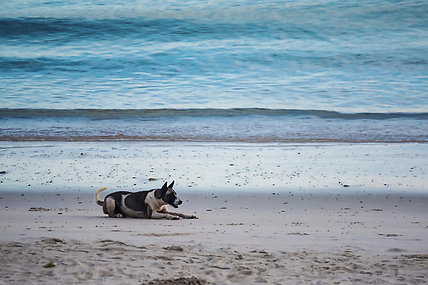 포토 JPG 해외이미지 응시 모래 바다 백그라운드 포유류 태국 바람 생물 종류 사랑 서기 경비 사람없음 야외 반려동물 평화 우정 금지 하트 구출 개 고독 야간 배고픔 집중 싱글 코 귀 의견 송곳니 경보 섬광 헬프 혼자 해외202008 해외포토 레이스천 자연요소 모양 동물 시선 감정 아시아 컨셉 모션 날씨 안전 신체부위 친구 직물 도움 치아 보호 파일형식