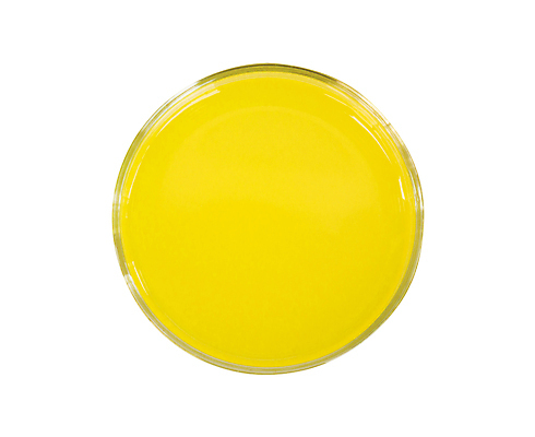 포토 JPG 해외이미지 음료 음식 조각 백그라운드 다이어트 과일 재료 유리 탁자 귤 건강 사람없음 물 노란색 얼음 주스 추위 흰색 신선 칵테일 액체 시원함 레몬 레모네이드 민트 상쾌 유기농 내추럴 고립 핸드메이드 맛있는 해외202008 해외포토 자연요소 웰빙 감정 컬러 가구 재질 주류 허브 에이드 파일형식