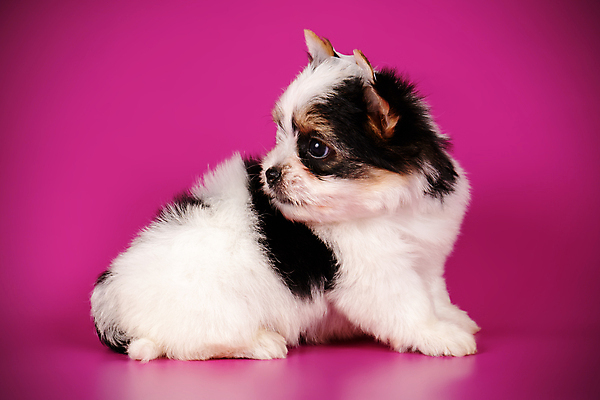 포토 JPG 해외이미지 동물 1 행복 새끼 백그라운드 새로움 털 사람없음 빨간색 반려동물 검은색 거울 흰색 개 달콤 강아지 작음 요크셔테리어 테리어 활 솜털 송곳니 기르기 비버 삼색 해외202008 우호적 해외포토 감정 컬러 컨셉 포유류 맛 치아 크기 돌봄 파일형식