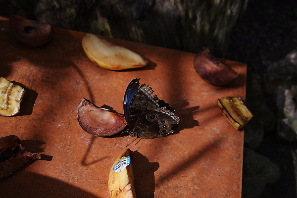 포토 JPG 해외이미지 동물 꽃 야생동물 섬 나비 곤충 백그라운드 잎 꽃무늬 날개 오렌지 자연 실내 사람없음 빨간색 초록색 여름 파란색 컬러풀 농장 정원 검은색 봄 벚꽃 닫기 보케 꿀 고립 동물상 해외202008 해외포토 식물 계절 컬러 무늬 농업 과일 모션 내부 조형물 생태계 파일형식