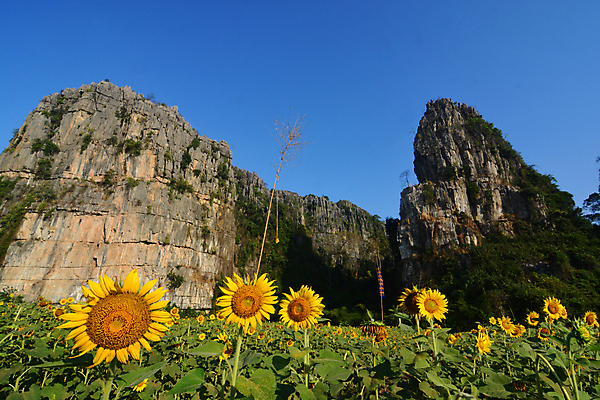 포토 JPG 해외이미지 식물 구름 계절 꽃잎 꽃 백그라운드 잎 꽃무늬 밭 농업 가족 자연 하늘 해바라기 풍경 초원 사람없음 야외 초록색 여름 파란색 빛 농작물 컬러풀 햇빛 태양 농장 노란색 정원 맑음 봄 활발 성장 벚꽃 개화 황금 유기농 장면 내추럴 석회암 해외202008 해외포토 자연요소 웰빙 산업 컬러 컨셉 무늬 관계 날씨 암석 생태계 파일형식