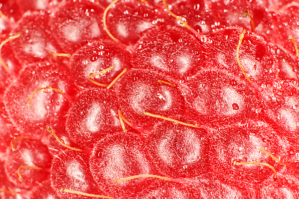 포토 JPG 해외이미지 식물 열매 백그라운드 과일 자연 사람없음 빨간색 물 물방울 신선 달콤 산딸기 섬유 비타민 작살 해외202008 해외포토 자연요소 컬러 직물 맛 생태계 영양소 파일형식