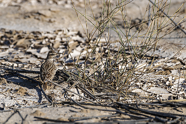 포토 JPG 해외이미지 동물 야생동물 여행 중동 자연 조류 종류 사람없음 야외 갈색 환경 행운 보호 깃털 싱글 생물학 부리 서식지 내추럴 아랍에미리트 동물상 두바이 생태학 해외202008 해외포토 교육 나라 컬러 컨셉 조형물 생태계 파일형식