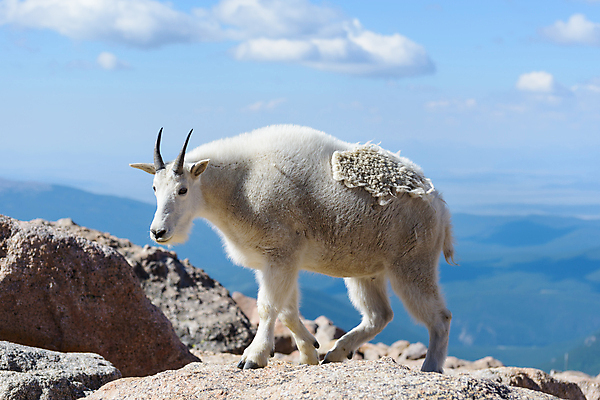 포토 JPG 해외이미지 동물 야생동물 어린이 포유류 자연 날씨 염소 산 털 뿔 풍경 사람없음 야외 줄무늬 들꽃 추위 조약돌 흰색 그룹 고도 언덕 오르기 지역 팩 무료 울퉁불퉁 절정 콜로라도 화강암 해외202008 해외포토 꽃 컬러 무늬 모션 사람 미국 화장품 암석 돌_바위 생태계 파일형식