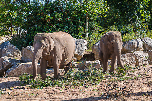 포토 JPG 해외이미지 동물 공원 아시아 얼굴 야생동물 포유류 자연 코끼리 동양인 사람없음 야외 머리 회색 흰색 아기 작음 큼 송아지 해외202008 해외포토 공공시설 나라 새끼 컬러 사람 인종 신체부위 소 크기 생태계 파일형식