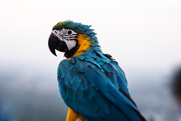 포토 JPG 해외이미지 동물 야생동물 백그라운드 자연 조류 사람없음 파란색 반려동물 노란색 황금 앵무새 내추럴 동물상 해외202008 해외포토 컬러 조형물 생태계 파일형식