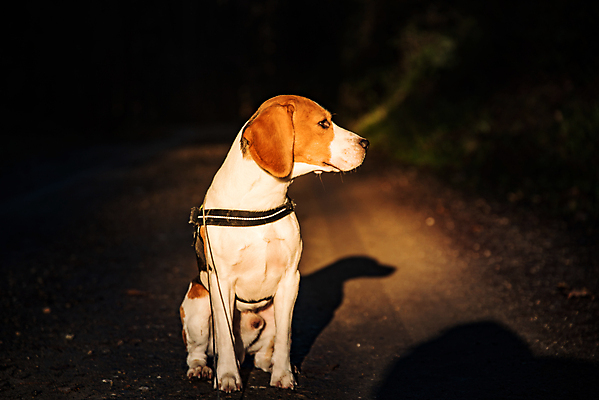 포토 JPG 해외이미지 나무 길 백그라운드 밭 포유류 자연 서기 앉기 사람없음 야외 빛 반려동물 태양 개 숲 스마트 사냥개 비글 송곳니 유래 해외202008 해외포토 자연요소 식물 동물 컨셉 농업 모션 치아 생태계 파일형식