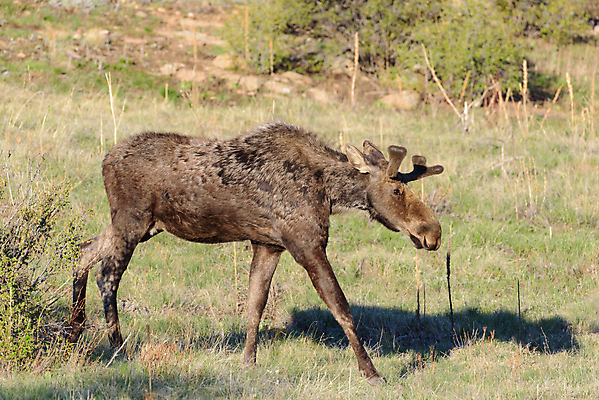포토 JPG 해외이미지 동물 호수 야생동물 포유류 자연 산 털 종류 사람없음 초록색 물 갈색 어둠 코트 종 흰색 소나무 소 습지 군중 숲 위험 큼 시원함 속눈썹 버드나무 황소 코 귀 무거움 주둥이 콜로라도 벨벳 해외202008 해외포토 자연요소 나무 컬러 컨셉 사람 신체부위 미국 외투 무게 크기 실크 눈썹 생태계 파일형식