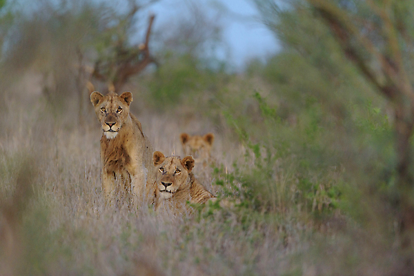 포토 JPG 해외이미지 동물 응시 남자 야생동물 포유류 아프리카 자연 아침 털 사람없음 야외 빛 환경 고양이 사막 황무지 보호 위험 사자 큼 사파리 육식동물 갈기 사냥꾼 사자자리 남쪽 내추럴 동물상 힘찬 해외202008 해외포토 주간 직업 시선 나라 컨셉 사람 반려동물 조형물 별자리 크기 방향 생태계 파일형식