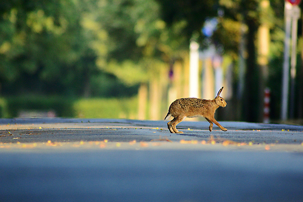 포토 JPG 해외이미지 동물 응시 유럽 야생동물 밭 포유류 아프리카 자연 부활절 털 앉기 사람없음 야외 초록색 갈색 봄 시골 토끼 보호 씻기 작음 모피 속도 귀 남쪽 내추럴 경보 남아프리카 동물상 생태학 해외202008 해외포토 시선 계절 교육 기념일 나라 컬러 컨셉 농업 모션 신체부위 반려동물 조형물 청결 크기 방향 생태계 파일형식