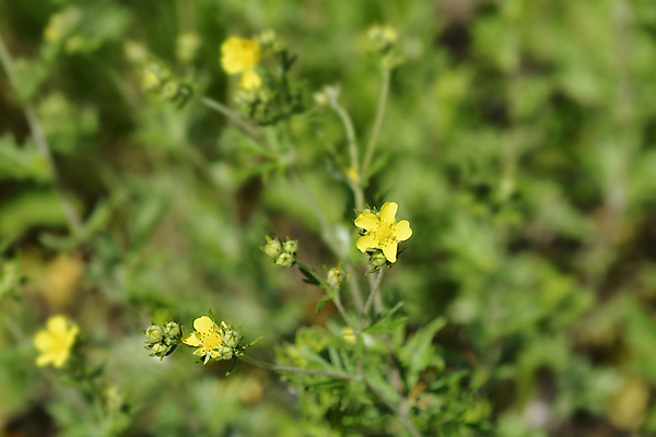 포토 JPG 해외이미지 식물 꽃 잎 자연 사람없음 야외 초록색 노란색 정원 봄 닫기 해외202008 해외포토 계절 컬러 모션 생태계 파일형식