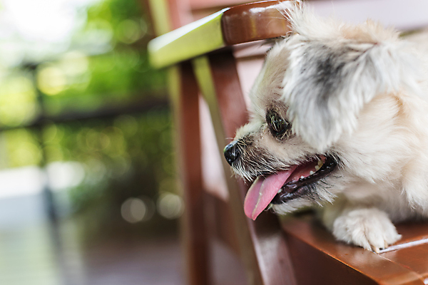 포토 JPG 해외이미지 동물 응시 여자 행복 여행 포유류 자연 놀이 휴가 휴식 사랑 앉기 사람없음 야외 반려동물 여행객 기쁨 기다림 개 달콤 강아지 작음 스마트 송곳니 관심 기르기 섞기 주목 포메라니안 해외202008 해외포토 시선 감정 컨셉 모션 사람 맛 치아 크기 생태계 돌봄 파일형식