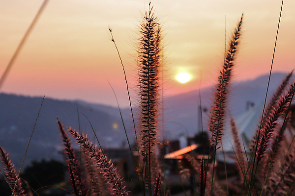 포토 JPG 해외이미지 계절 공원 여행 백그라운드 컨셉 밭 농업 자연 휴식 파노라마 풍경 초원 사람없음 야외 가로 초록색 여름 농장 노란색 마을 환경 정원 맑음 일몰 수확 전원 시골 못 땅 허브 장면 내추럴 생태학 해외202008 해외포토 식물 공공시설 교육 산업 컬러 날씨 촬영기법 노을 공구 전기에너지 생태계 파일형식