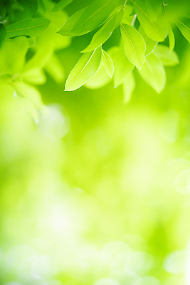 포토 JPG 해외이미지 나무 식물 계절 백그라운드 컨셉 잎 패턴 자연 벽지 추상 잔디 사람없음 초록색 여름 빛 컬러풀 햇빛 태양 우주 환경 정원 맑음 봄 성장 신선 숲 질감 보케 부드러움 내추럴 블러 생태학 카피스페이스 그리너리 효과 해외202008 해외포토 자연요소 교육 컬러 무늬 날씨 공백 감각 생태계 파일형식 트랜드컬러