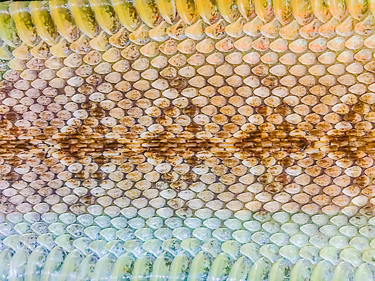 포토 JPG 해외이미지 동물 디자인 종이 야생동물 백그라운드 패턴 파충류 자연 건조 동물원 미술 사람없음 초록색 갈색 머리 유행 고통 흰색 죽음 직물 거친 뱀 가죽 사파리 피부 질감 눈금 육식동물 내추럴 그런지 울퉁불퉁 이국적 해외202008 해외포토 감정 컬러 무늬 문화예술 신체부위 생태계 파일형식