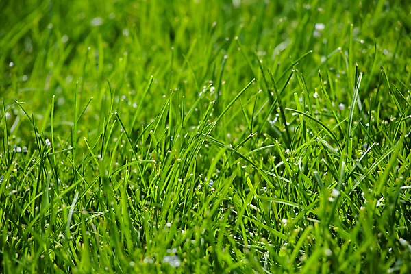 포토 JPG 해외이미지 식물 계절 백그라운드 잎 꽃무늬 밭 자연 벽지 아침 건강 잔디 초원 사람없음 야외 초록색 물 여름 빛 햇빛 우주 정원 화목 봄 성장 신선 떨어짐 이슬 밀 빗방울 순수 물주기 유기농 생물학 부드러움 시스템 내추럴 해외202008 해외포토 주간 자연요소 웰빙 교육 꽃 컬러 컨셉 무늬 농업 모션 곡류 태양 감각 비_날씨 생태계 파일형식