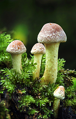 포토 JPG 해외이미지 나무 식물 계절 음식 백그라운드 자연 사람없음 야외 세로 갈색 버섯 성장 가을 흰색 시골 닫기 숲 작음 유기농 날것 곰팡이 삼림지대 캡모자 세련 해외202008 해외포토 모자_잡화 웰빙 컬러 모션 크기 생태계 파일형식