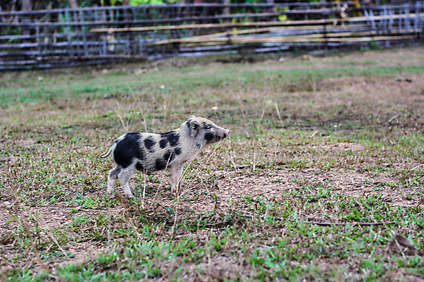 포토 JPG 해외이미지 나무 동물 공원 아시아 길 호수 얼굴 야생동물 여행 백그라운드 컨셉 오렌지 텍스트 포유류 태국 자연 털 건강 풍경 사람없음 야외 목재 초록색 물 여름 갈색 머리 검은색 봄 하이킹 흰색 황무지 숲 육식동물 내추럴 지질학 해외202008 해외포토 자연요소 식물 계절 공공시설 교육 나라 컬러 과일 재료 레저 신체부위 생태계 파일형식
