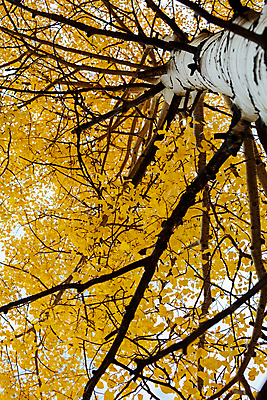 포토 JPG 해외이미지 구름 여행 잎 밭 오렌지 자연 하늘 날씨 산 풍경 사람없음 야외 초록색 파란색 태양 노란색 일출 달러 일몰 가을 흰색 붓 소나무 황금 씻기 숲 언덕 지역 드라마 내추럴 절정 콜로라도 화강암 해외202008 해외포토 자연요소 나무 식물 계절 컬러 돈 농업 과일 노을 미국 청결 암석 생태계 파일형식