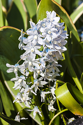 포토 JPG 해외이미지 식물 계절 공원 꽃잎 꽃 백그라운드 겨울 꽃무늬 전구 자연 사람없음 야외 세로 파란색 정원 보라색 봄 성장 흰색 신선 개화 닫기 원예 향기 화단 삼림지대 영원 헌병 세련 해외202008 해외포토 공공시설 컬러 무늬 모션 취미 군인 숲 생태계 냄새 파일형식