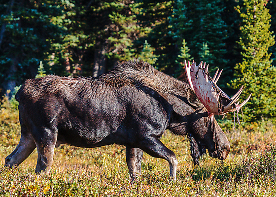포토 JPG 해외이미지 동물 호수 야생동물 포유류 자연 산 털 종류 사람없음 초록색 물 갈색 어둠 코트 종 흰색 소나무 소 습지 군중 숲 위험 큼 시원함 속눈썹 버드나무 황소 코 귀 무거움 주둥이 콜로라도 벨벳 해외202008 해외포토 자연요소 나무 컬러 컨셉 사람 신체부위 미국 외투 무게 크기 실크 눈썹 생태계 파일형식