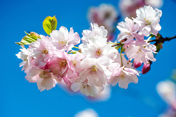 포토 JPG 해외이미지 근접촬영 사람없음 아웃포커스 봄 벚꽃 인사 해외202008 해외포토 계절 꽃 뷰포인트 촬영기법 예절 파일형식