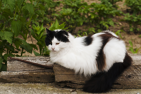 포토 JPG 해외이미지 나무 동물 응시 포유류 자연 수염 털 사람없음 야외 반려동물 머리 검은색 고양이 흰색 시원함 모피 스마트 귀 부드러움 거짓말 해외202008 해외포토 식물 시선 컬러 컨셉 신체부위 감각 생태계 파일형식